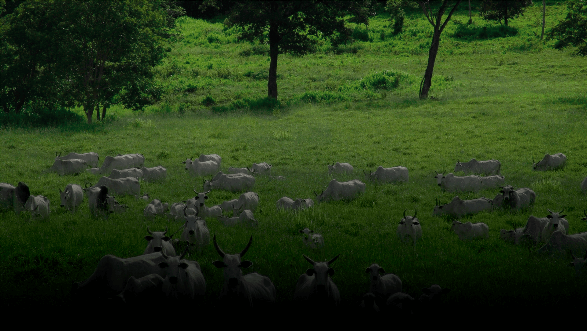 Primeiro slide, com a foto de um gado em um campo verde. Há dois botões para participar ou apoiar o Produzindo Certo